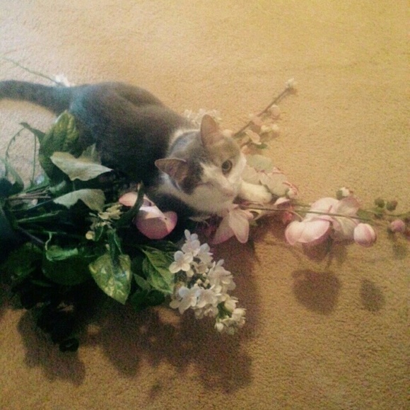 Meet your Posher, C4T_N4NCY! - Picture 1 of 8